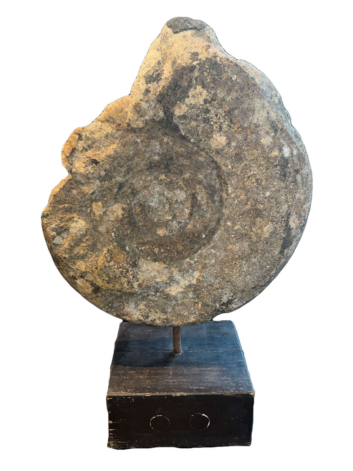 A  mounted ammonite