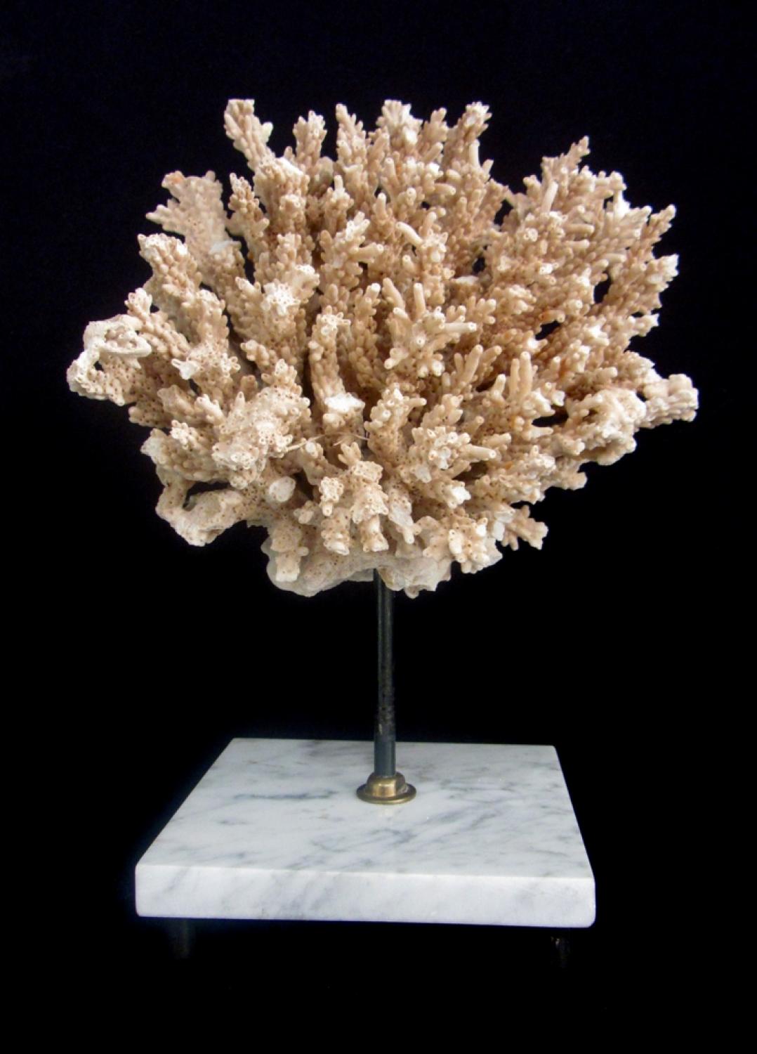 Large white coral mounted on a square plinth