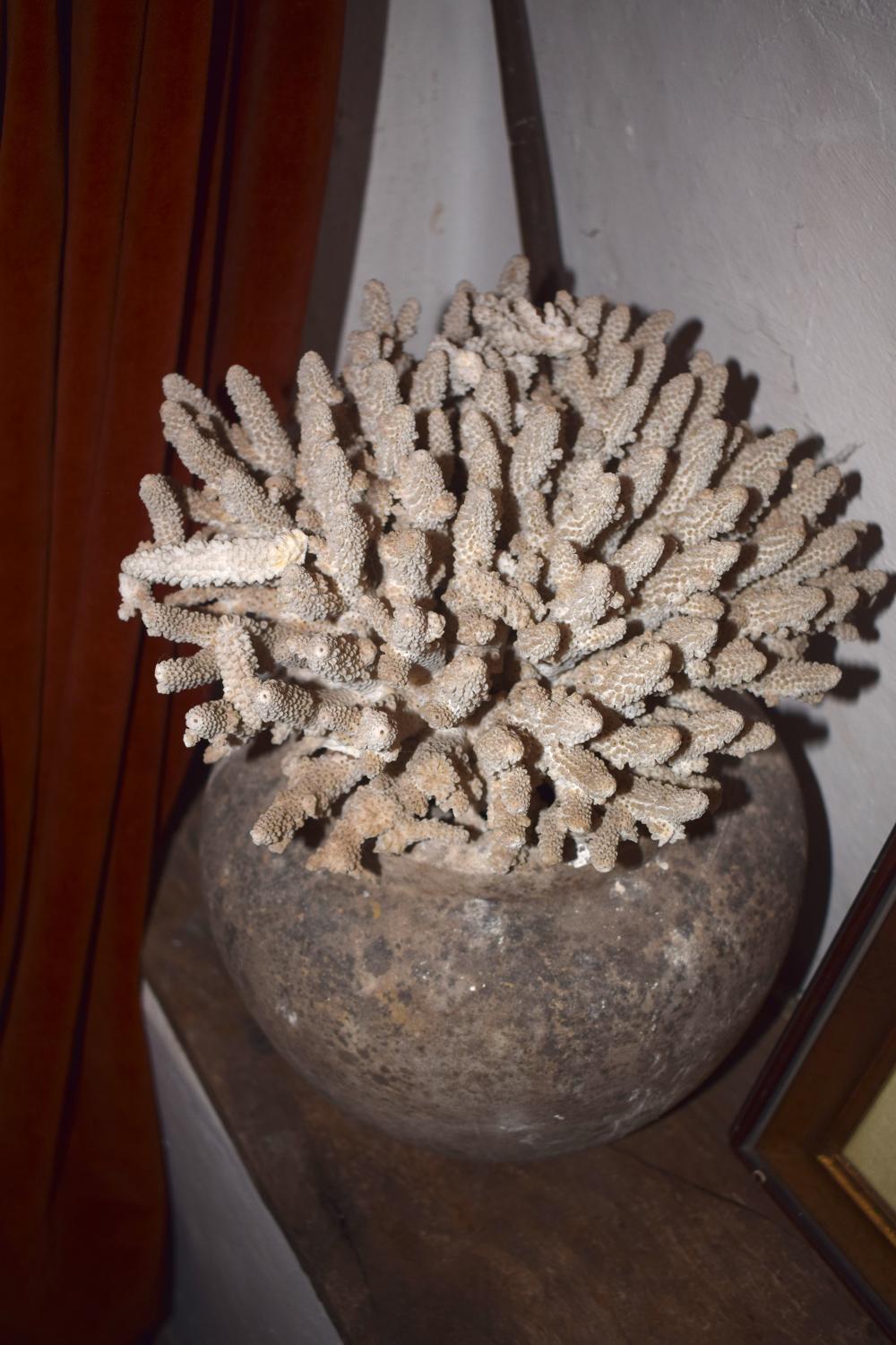 A large piece of coral