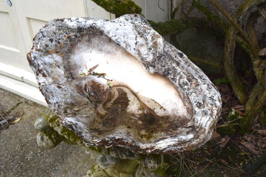 A calcified giant clamshell