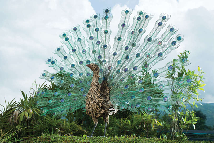 A Peacock unfurls his feathers